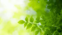 Green leaves depicting Sharp's Eco Vision